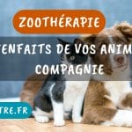 zoothérapie : les bienfaits de vos animaux de compagnie